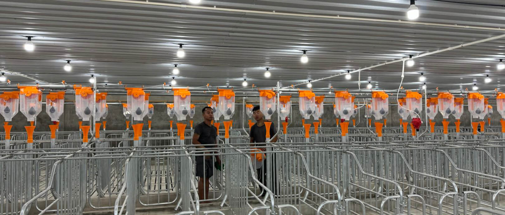 Projeto de cria&ccedil;&atilde;o de 2.000 porcas na Mal&aacute;sia
