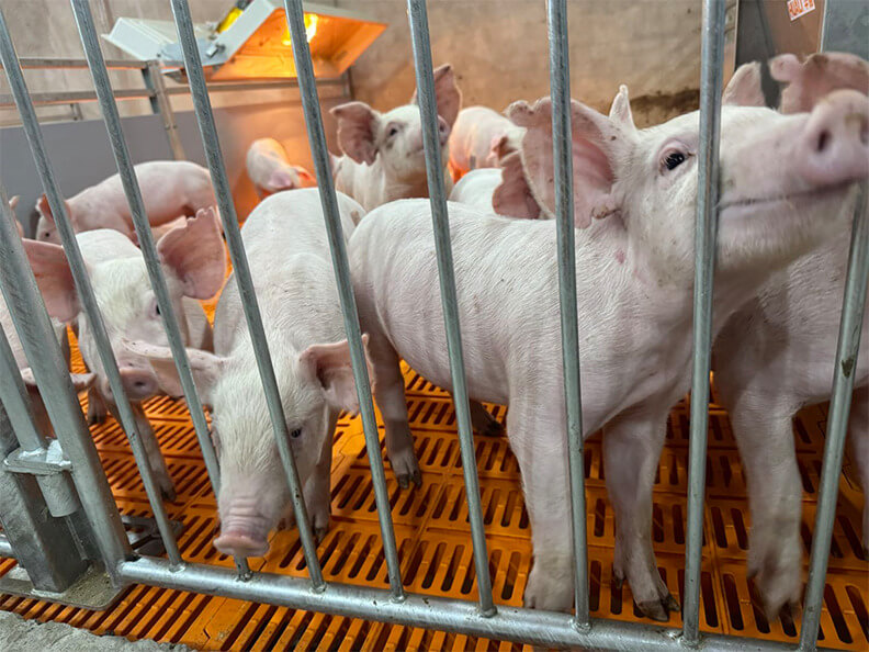 Projeto de cria&ccedil;&atilde;o de 2.000 porcas na Mal&aacute;sia