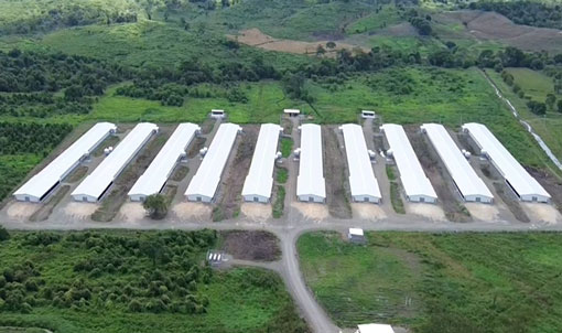 Projeto de cria&ccedil;&atilde;o de frangos de corte no piso do Equador