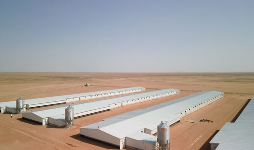 Projeto de cria&ccedil;&atilde;o de frangos de corte no piso da Ar&aacute;bia Saudita