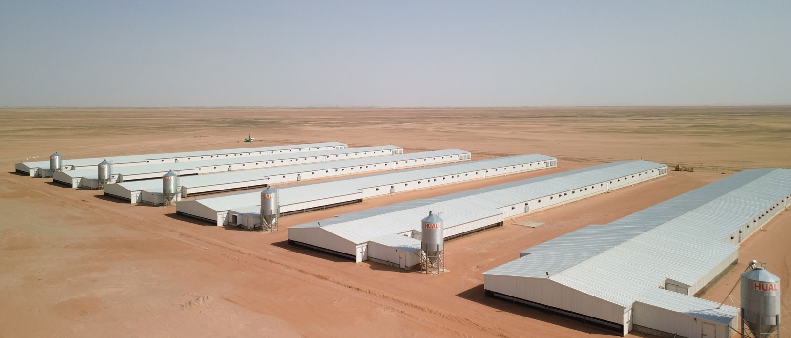 Projeto de cria&ccedil;&atilde;o de frangos de corte no piso da Ar&aacute;bia Saudita