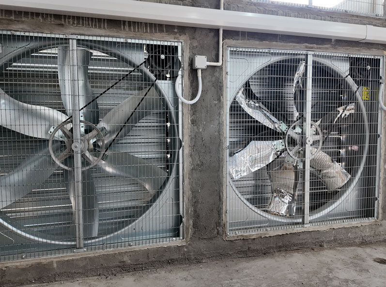 Projeto de Criação de Patos em Gaiolas para Carne em Shandong