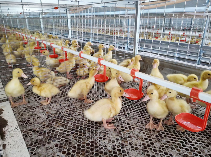 Projeto de Criação de Patos em Gaiolas para Carne em Shandong