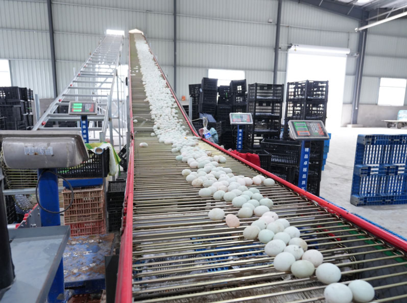Projeto de cultivo em gaiola de pato Taixing Shunhe