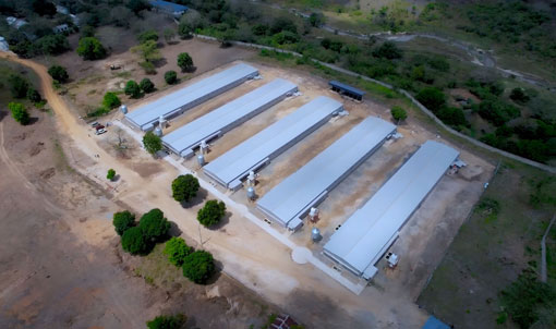 Projeto de cria&ccedil;&atilde;o de frangos de corte no solo da Tanz&acirc;nia
