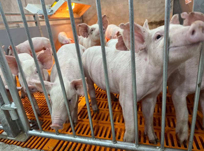 Projeto de criação de 2.000 porcas na Malásia