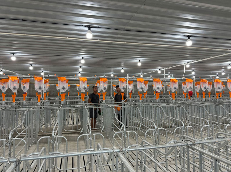 Projeto de criação de 2.000 porcas na Malásia