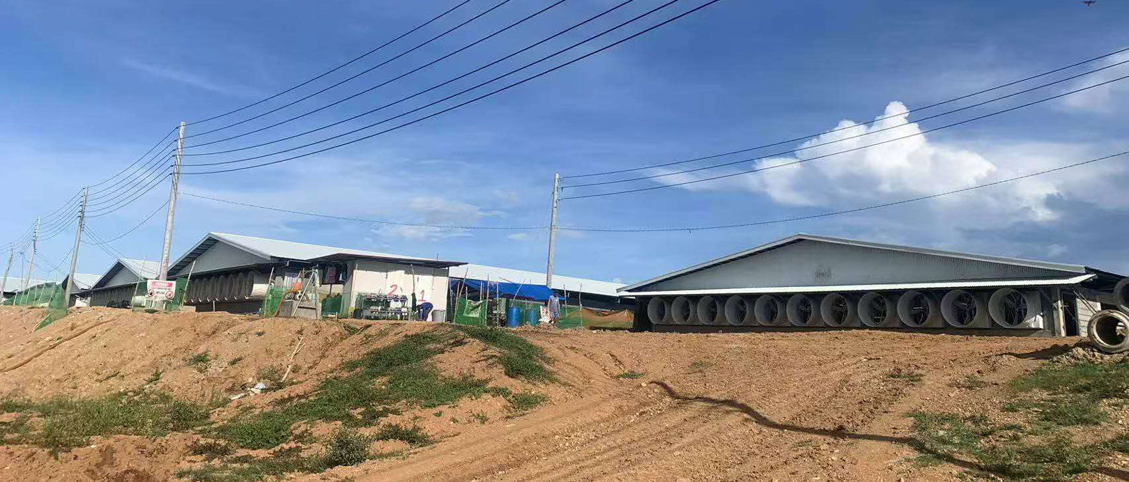 Projeto de cria&ccedil;&atilde;o de 3.000 porcas nas Filipinas