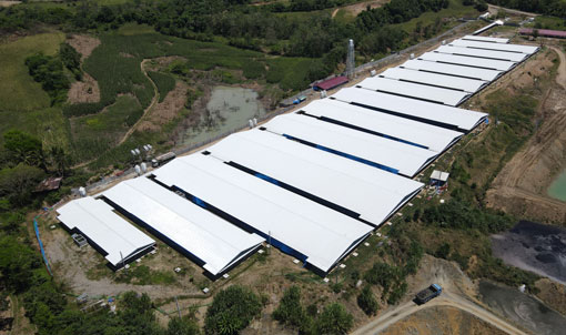 Projeto de cria&ccedil;&atilde;o de 3.000 porcas nas Filipinas
