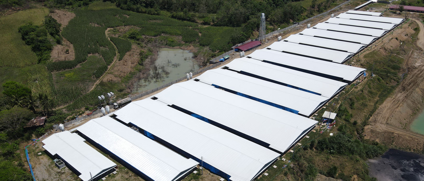 Projeto de cria&ccedil;&atilde;o de 3.000 porcas nas Filipinas