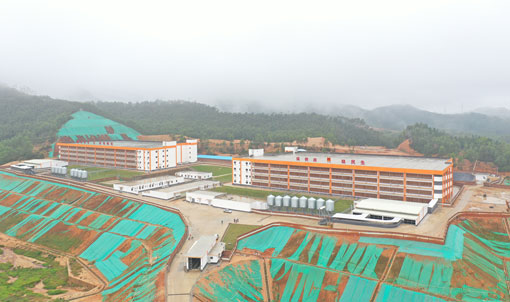 Projeto de cria&ccedil;&atilde;o de su&iacute;nos de v&aacute;rios andares em Jinxinnong, Guangdong