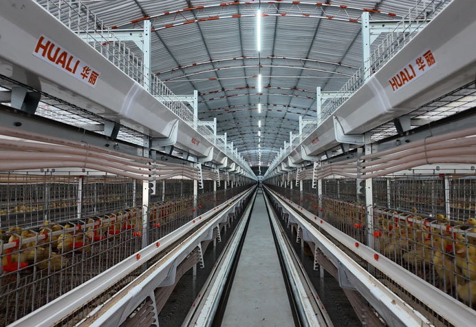 gaiola para patos de carne