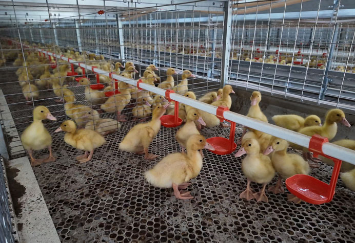 gaiola para patos de carne