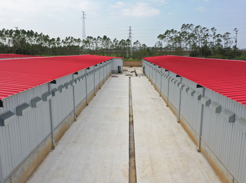Projeto de criação de poedeiras em cadeia completa de 3,6 milhões de aves em Guigang Tongfa