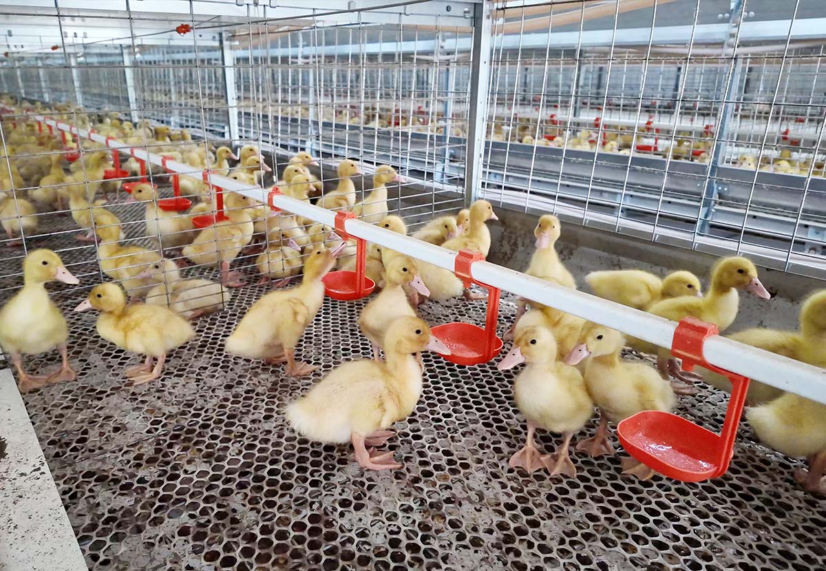 gaiola para patos de carne