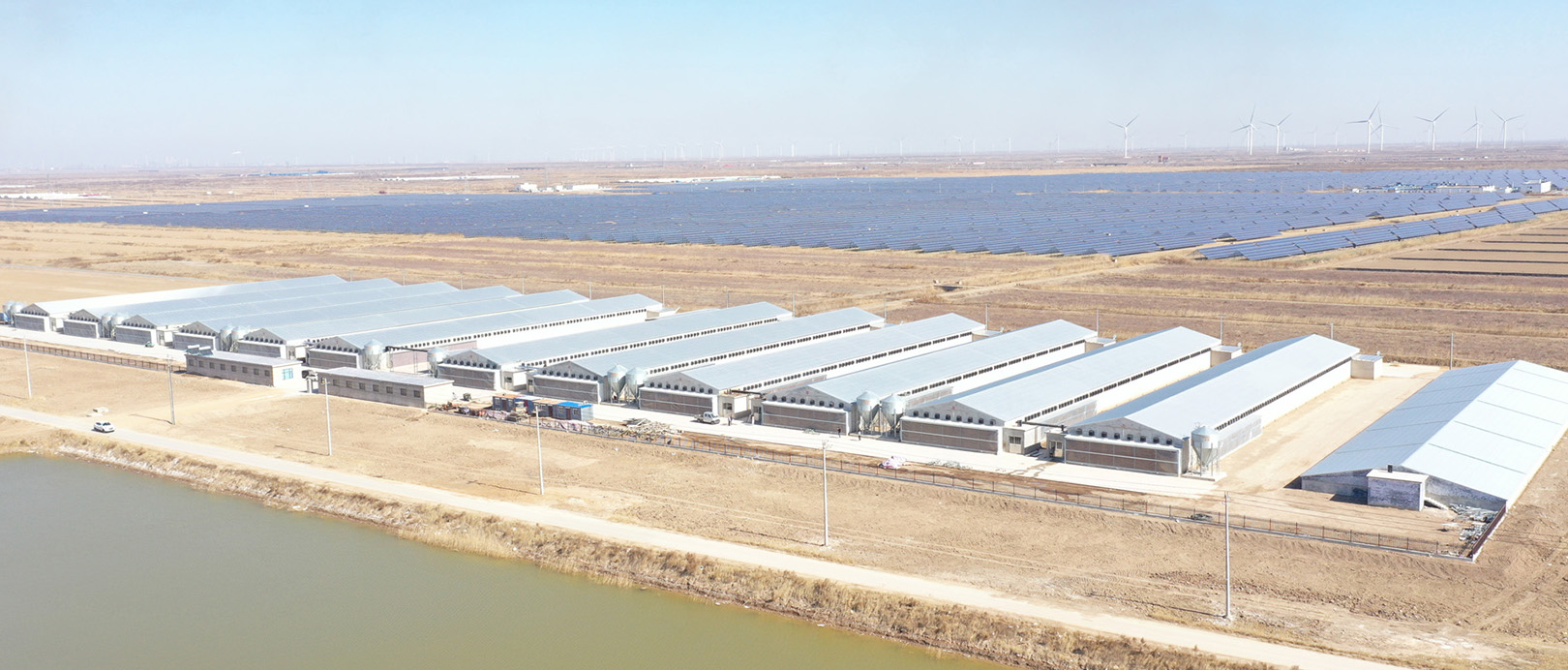 Projeto de cultivo em gaiolas de frangos de corte de Shandong
