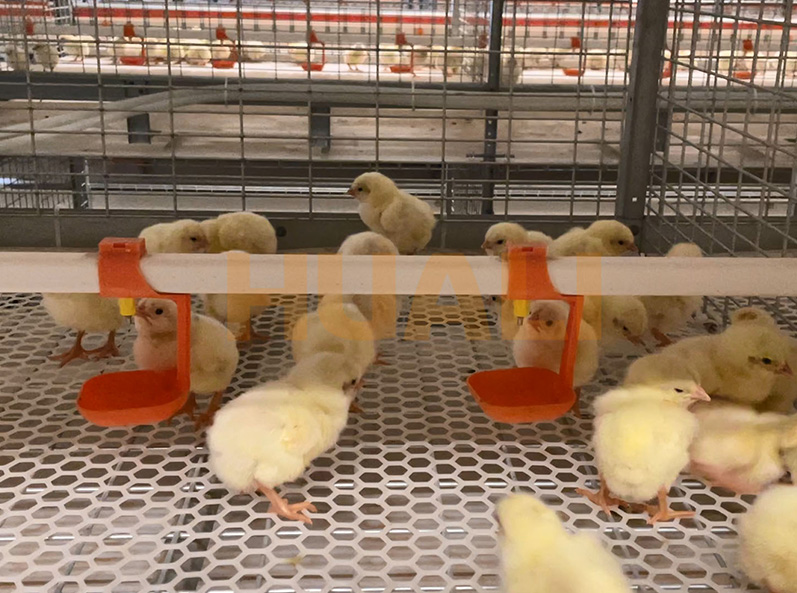 Projeto de cultivo em gaiolas de frangos de corte de Shandong
