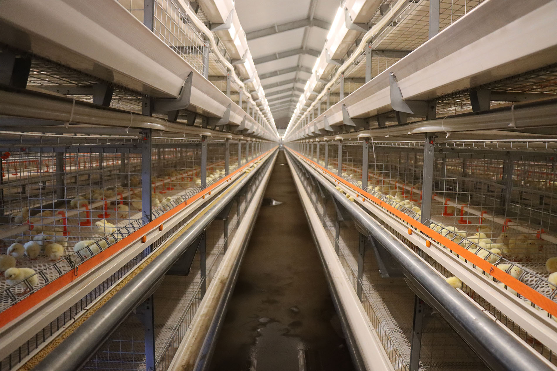 Projeto de cultivo em gaiolas de frangos de corte de Shandong