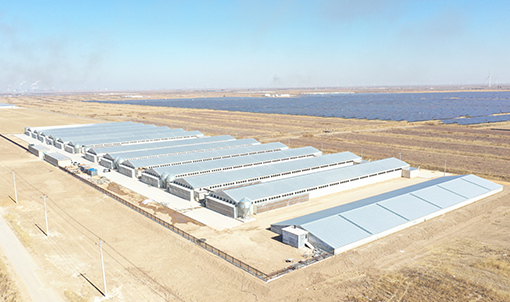 Projeto de cultivo em gaiolas de frangos de corte de Shandong