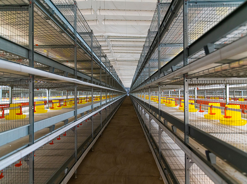 Projeto de cultivo em gaiola de frango Fuxin Shuanghui