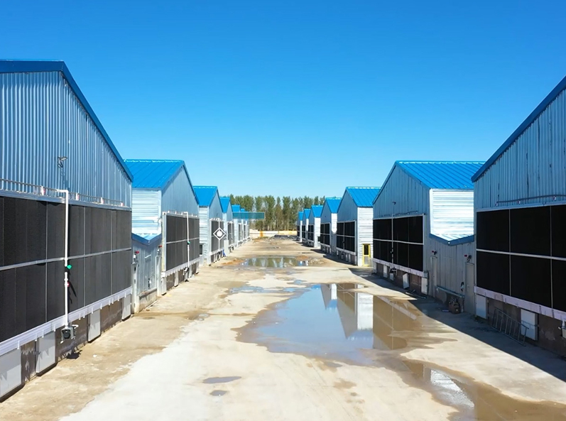 Projeto de cultivo em gaiola de frango Fuxin Shuanghui