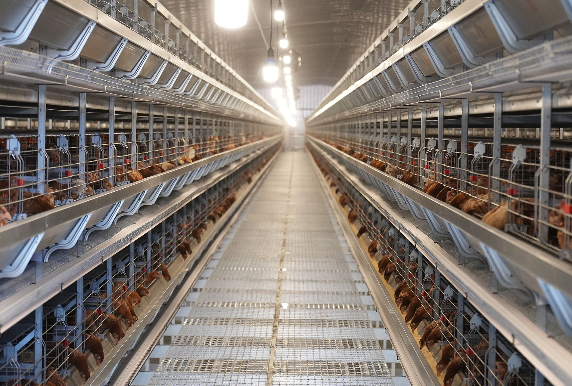 Guigang Tongfa Projeto de cria&ccedil;&atilde;o de poedeiras em toda a cadeia industrial de 3,6 milh&otilde;es de aves